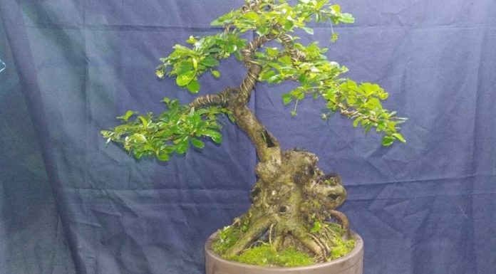 What is the Fujian Tea Tree? The Feng Shui Significance of the Fujian Tea Tree