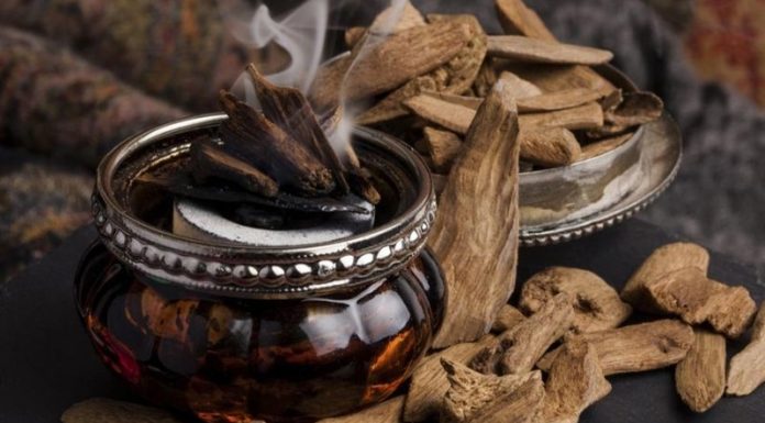 Agarwood: Unveiling the Secrets of its Characteristics, Applications, and Cultural Significance