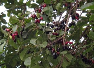 The Magic of Crape Myrtle: Unveiling the Secrets of this Captivating Shrub