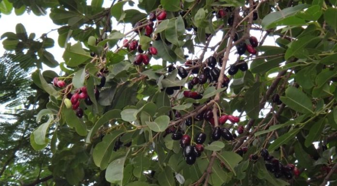 The Magic of Crape Myrtle: Unveiling the Secrets of this Captivating Shrub