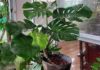 The Split-Leaf Philodendron: Unveiling Its Powers and Significance in Feng Shui