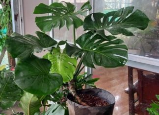 The Split-Leaf Philodendron: Unveiling Its Powers and Significance in Feng Shui