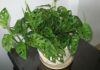 The Peaceful Pothos: Unveiling the Intriguing Features, Cultivation, and Feng Shui Significance of the Epipremnum aureum.