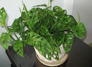 The Peaceful Pothos: Unveiling the Intriguing Features, Cultivation, and Feng Shui Significance of the Epipremnum aureum.