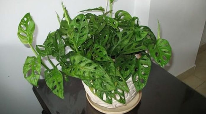 The Peaceful Pothos: Unveiling the Intriguing Features, Cultivation, and Feng Shui Significance of the Epipremnum aureum.