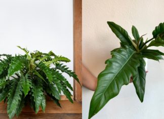 The Peaceful Pathos of the Betel Leaf: Unveiling the Secrets of a Cultural Icon.