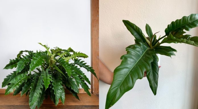 The Peaceful Pathos of the Betel Leaf: Unveiling the Secrets of a Cultural Icon.