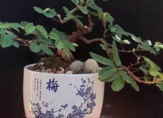 The Mystical Art of the Virgin Tree Bonsai: A Comprehensive Guide to its Significance, Beauty, and Care.