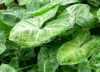 The Silver Birch: Significance, Symbolism, and a Guide to Growing and Caring for this Majestic Tree at Home