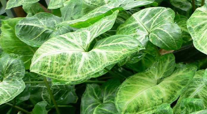 The Silver Birch: Significance, Symbolism, and a Guide to Growing and Caring for this Majestic Tree at Home