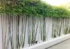 The Lucky Bamboo: Significance, Symbolism, and Care Guide