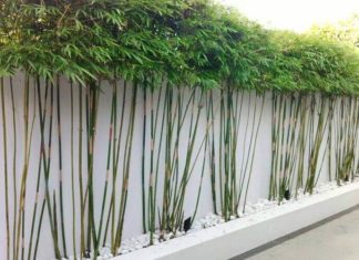 The Lucky Bamboo: Significance, Symbolism, and Care Guide