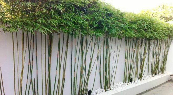 The Lucky Bamboo: Significance, Symbolism, and Care Guide