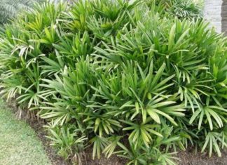 The Magic of Bamboo: Unveiling the Secrets of this Ancient Plant