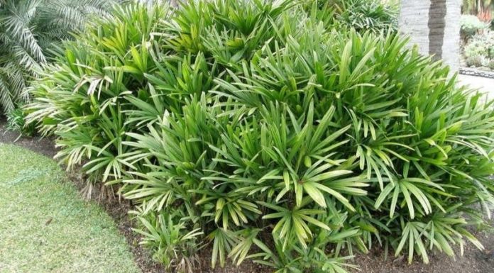 The Magic of Bamboo: Unveiling the Secrets of this Ancient Plant