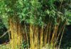 Golden Bamboo: Unveiling its Significance, Beauty, and the Art of Cultivation for Home Gardens
