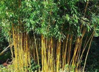 Golden Bamboo: Unveiling its Significance, Beauty, and the Art of Cultivation for Home Gardens