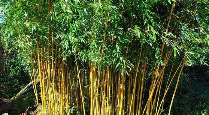 Golden Bamboo: Unveiling its Significance, Beauty, and the Art of Cultivation for Home Gardens