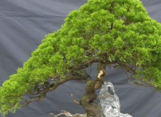 The Mighty Bald Cypress: Unraveling its Significance, Beauty, and Cultivation Secrets