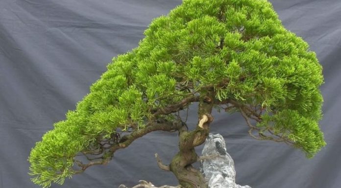 The Mighty Bald Cypress: Unraveling its Significance, Beauty, and Cultivation Secrets
