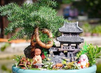 The Mighty Chinese Juniper: Unveiling Its Unique Characteristics and Feng Shui Significance