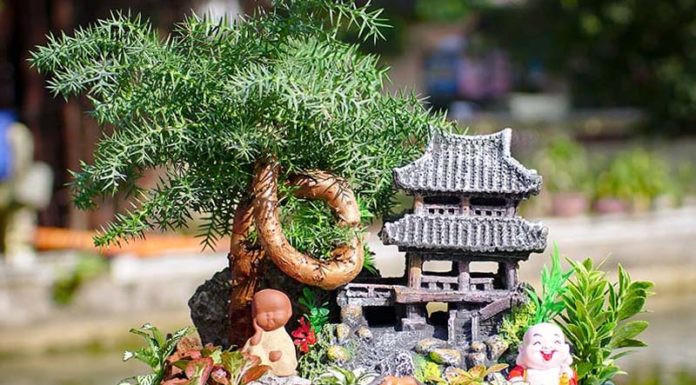 The Mighty Chinese Juniper: Unveiling Its Unique Characteristics and Feng Shui Significance