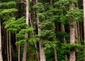 The Majestic Cedar: Unveiling the Secrets to its Thriving Growth