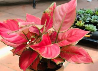 The Money Tree: Unlocking its Symbolism, Beauty, and Care for Beginners