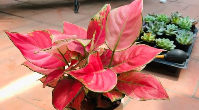 The Money Tree: Unlocking its Symbolism, Beauty, and Care for Beginners