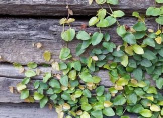 The Magic of the Shell Tree: Unlocking its Secrets, Symbolism and Growth at Home.