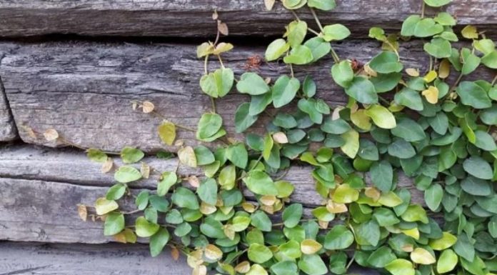 The Magic of the Shell Tree: Unlocking its Secrets, Symbolism and Growth at Home.