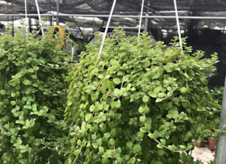 What is a Dragon Tree? Features, Meanings, and Care Instructions.