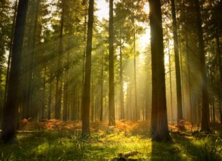 The Mighty Xà Nu Tree: Unraveling its Significance, Captivating Beauty, and the Art of Nurturing its Growth at Home