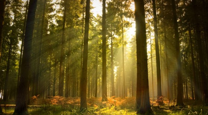 The Mighty Xà Nu Tree: Unraveling its Significance, Captivating Beauty, and the Art of Nurturing its Growth at Home