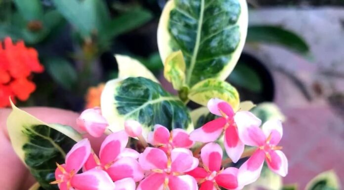 The Fortune Flower: A Year-Round Bloom of Luck and Beauty