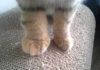 “Is Swollen Cat Paw Dangerous? How to Treat a Cat’s Swollen Paw?”