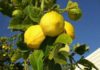 The Ultimate Guide to Balcony Lemon Tree Care: 4 Tips for Year-Round Fruitfulness
