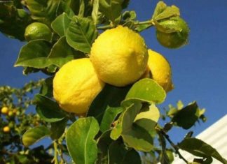The Ultimate Guide to Balcony Lemon Tree Care: 4 Tips for Year-Round Fruitfulness