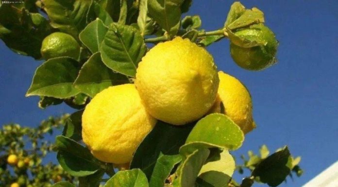 The Ultimate Guide to Balcony Lemon Tree Care: 4 Tips for Year-Round Fruitfulness