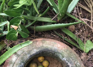 The Ultimate Guide to Storing Lemons for Months