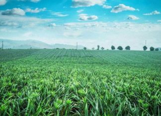 The Pineapple Hill: A Tropical Escape in Ninh Binh, Vietnam