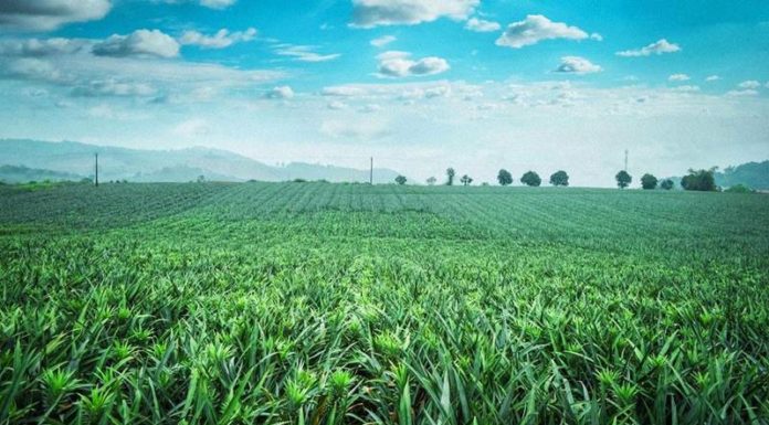 The Pineapple Hill: A Tropical Escape in Ninh Binh, Vietnam