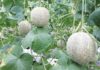 The Ultimate Guide to Growing Succulent Honeydew Melons: A Step-by-Step to Higher Yields