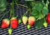 The Secret to Growing and Caring for Strawberries at Home: Plump, Red Berries Revealed