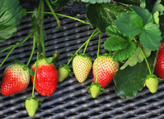 The Secret to Growing and Caring for Strawberries at Home: Plump, Red Berries Revealed