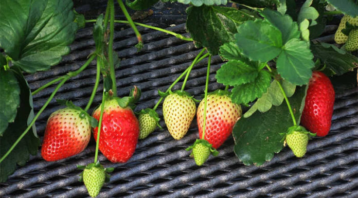 The Secret to Growing and Caring for Strawberries at Home: Plump, Red Berries Revealed