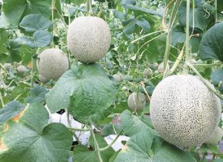 The Ultimate Guide to Growing Succulent Honeydew Melons: A Step-by-Step to Higher Yields