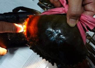 The Ultimate Guide to Crab Picking: “Dialing” in on the Tastiest Catch