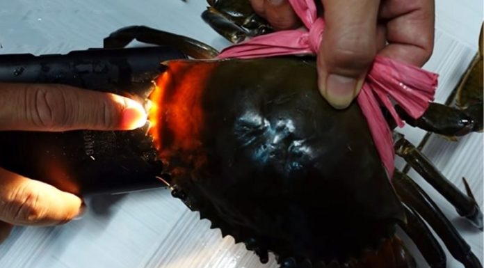 The Ultimate Guide to Crab Picking: “Dialing” in on the Tastiest Catch