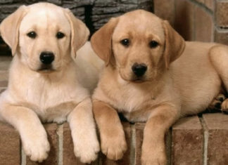 The Comprehensive Handbook to Nurturing a Cheerful and Vibrant Labrador